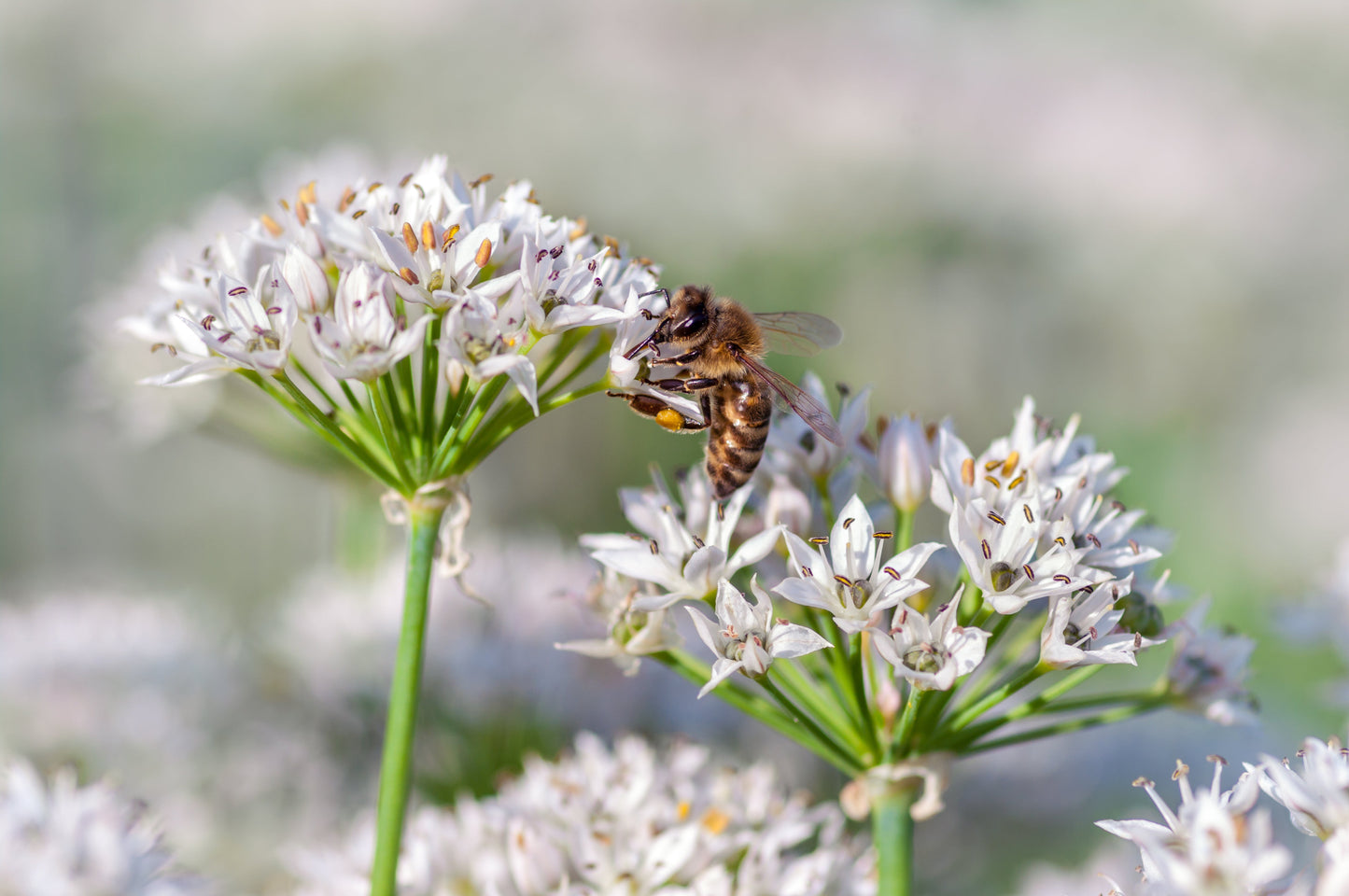 250 Garlic Chive (Allium Tuberosum) Seeds