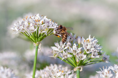 250 Garlic Chive (Allium Tuberosum) Seeds