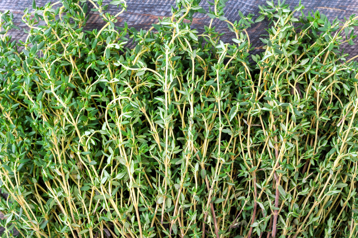 30 Orange Thyme Orangelo (Thymus Vulgaris Fragrantissimus) Seeds