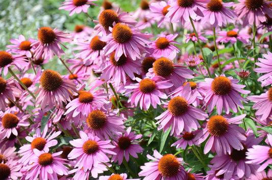 Purple Coneflower (Echinacea purpurea) Seeds – 1,000 ct