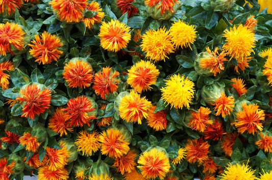 Safflower (Carthamus tinctorius) Seeds – 300 ct