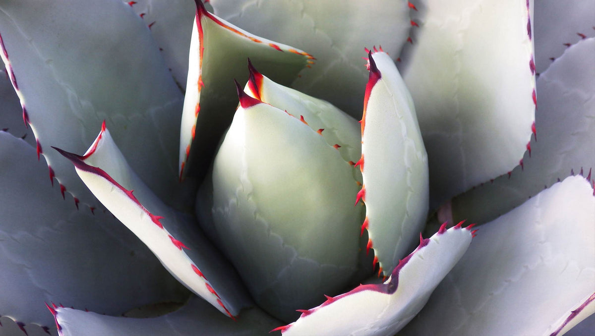 Artichoke Agave (Agave parryi var. huachucensis) Seeds – 5 ct