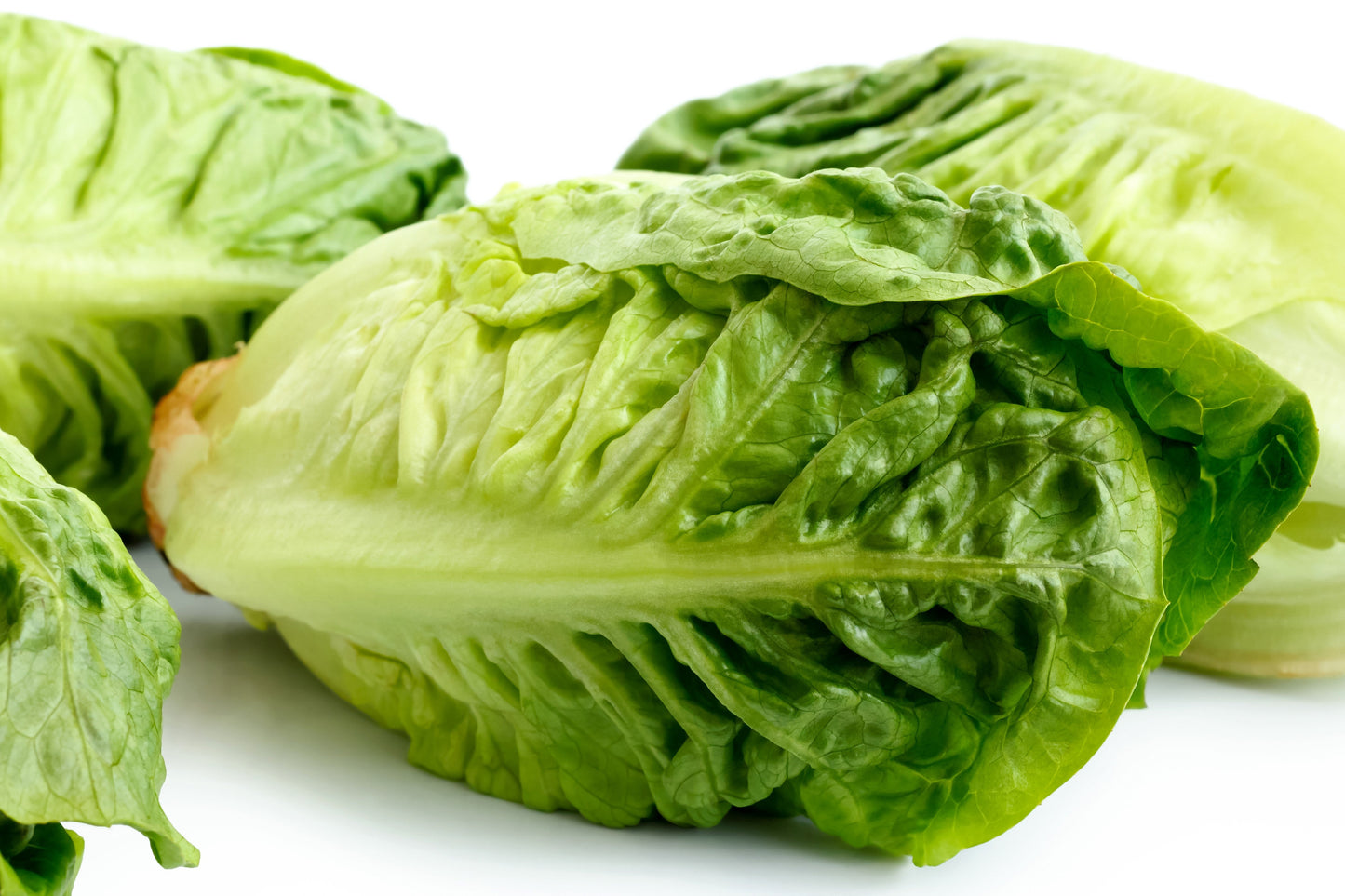 3000 Little Gem Lettuce (Lactuca Sativa) Seeds