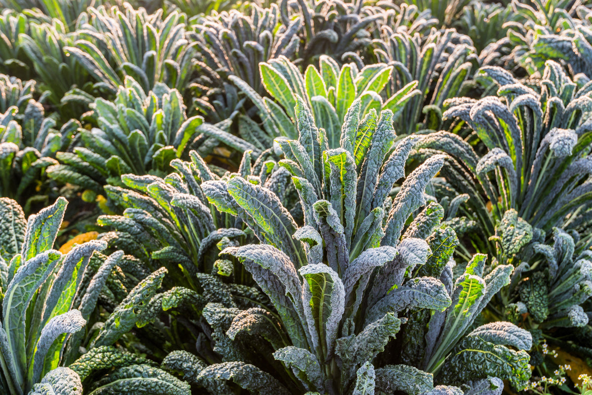 1500 LACINATO KALE Dinosaur Tuscan Black Brassica Oleracea Vegetable Seeds