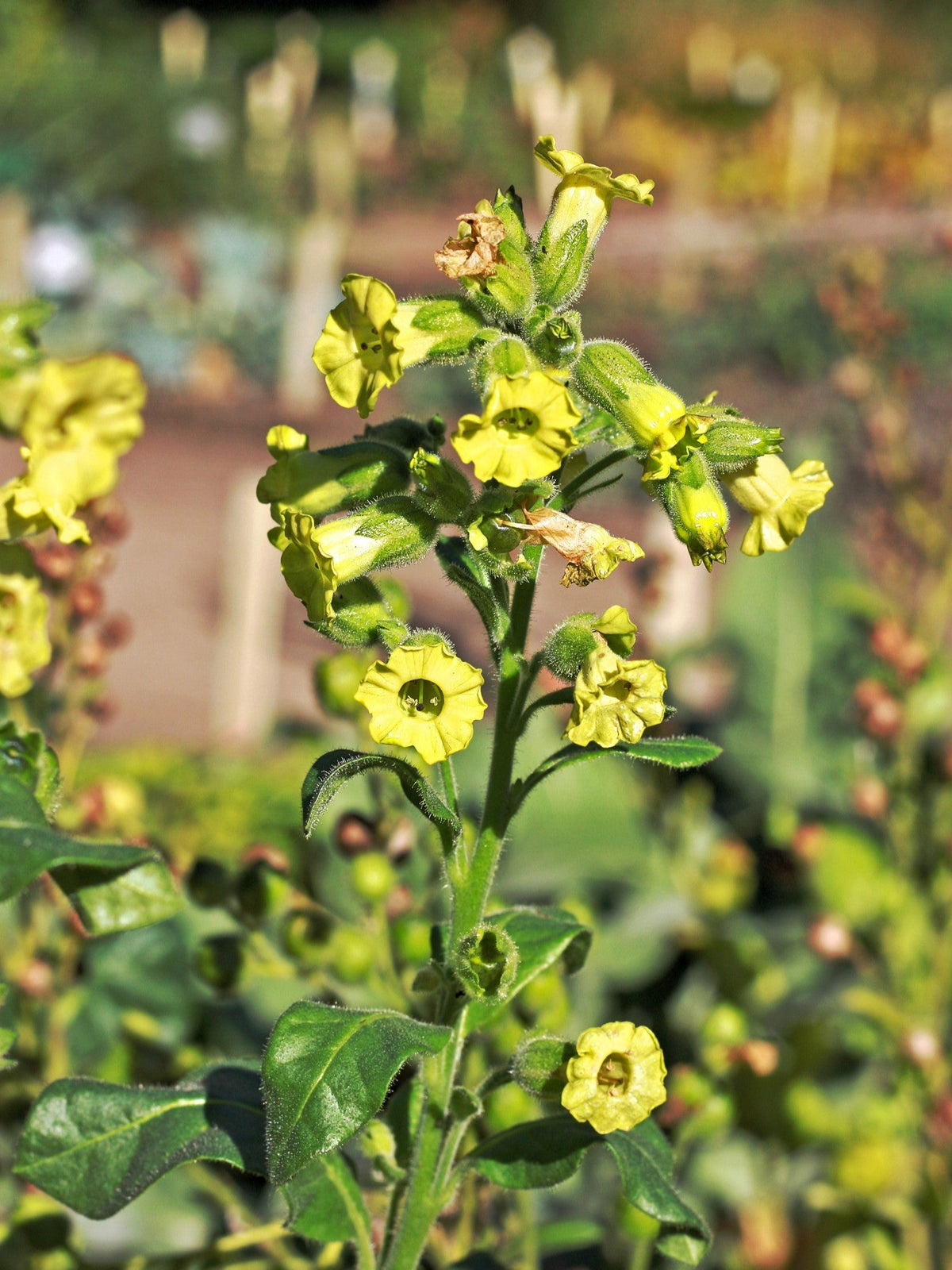 Aztec Tobacco (Nicotiana rustica) Seeds – 250 ct