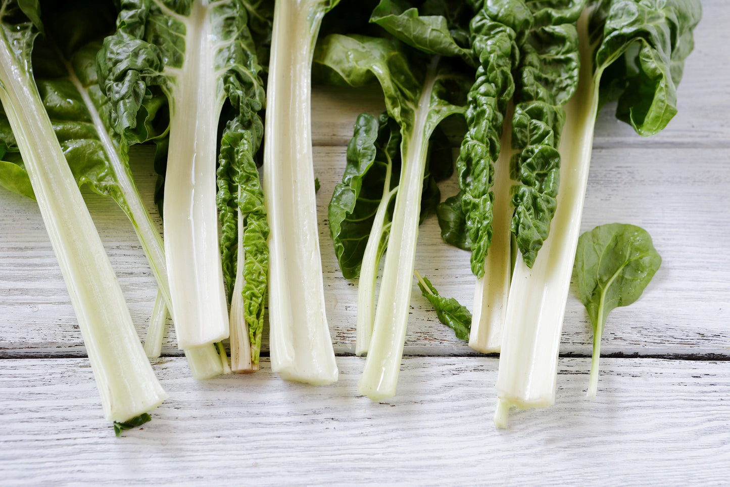 300 Lucullus Swiss Chard (Beta Vulgaris) Seeds