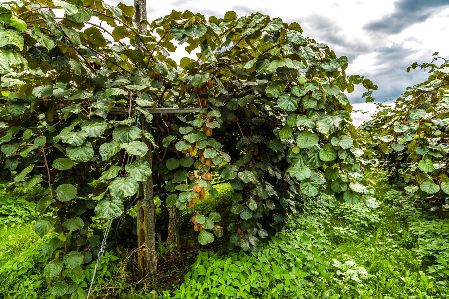 50 Golden Kiwi Fruit (Actinidia Chinensis) Seeds
