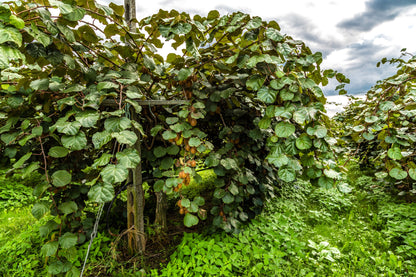 50 Golden Kiwi Fruit (Actinidia Chinensis) Seeds