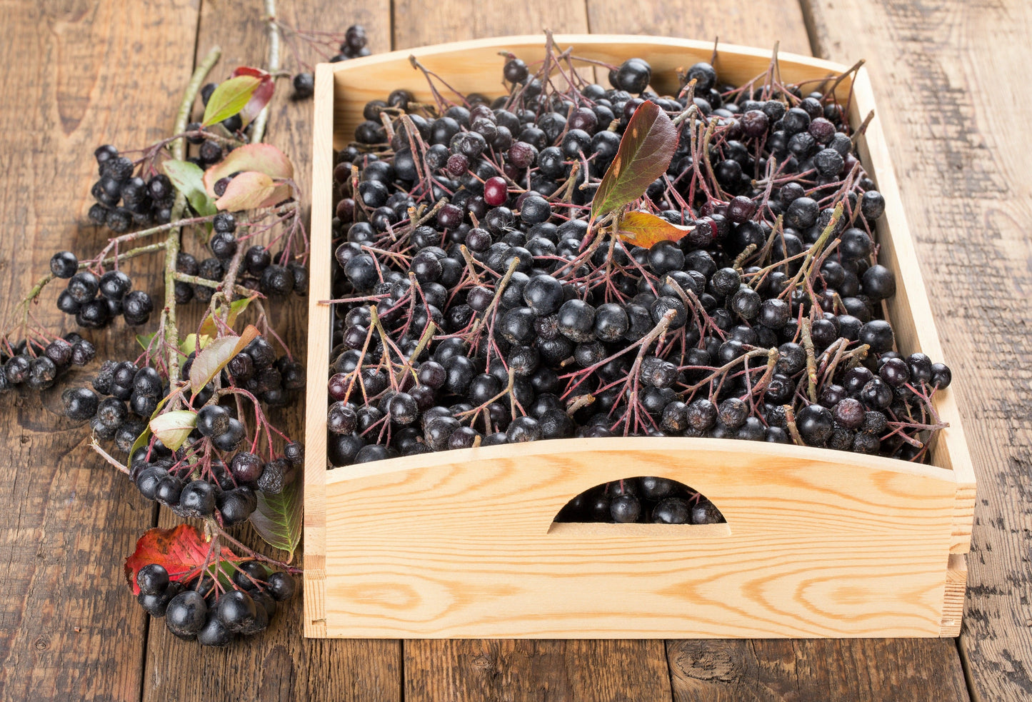 50 Black Chokeberry (Aronia Melanocarpa) Seeds