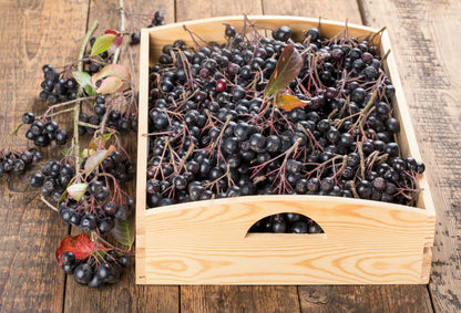 50 Black Chokeberry (Aronia Melanocarpa) Seeds