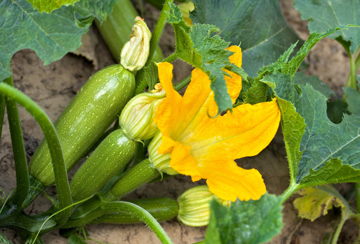 30 GRAY ZUCCHINI Heirloom Summer Bush Squash Cucurbita Pepo Vegetable Seeds