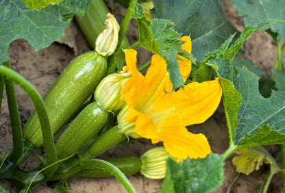 30 GRAY ZUCCHINI Heirloom Summer Bush Squash Cucurbita Pepo Vegetable Seeds