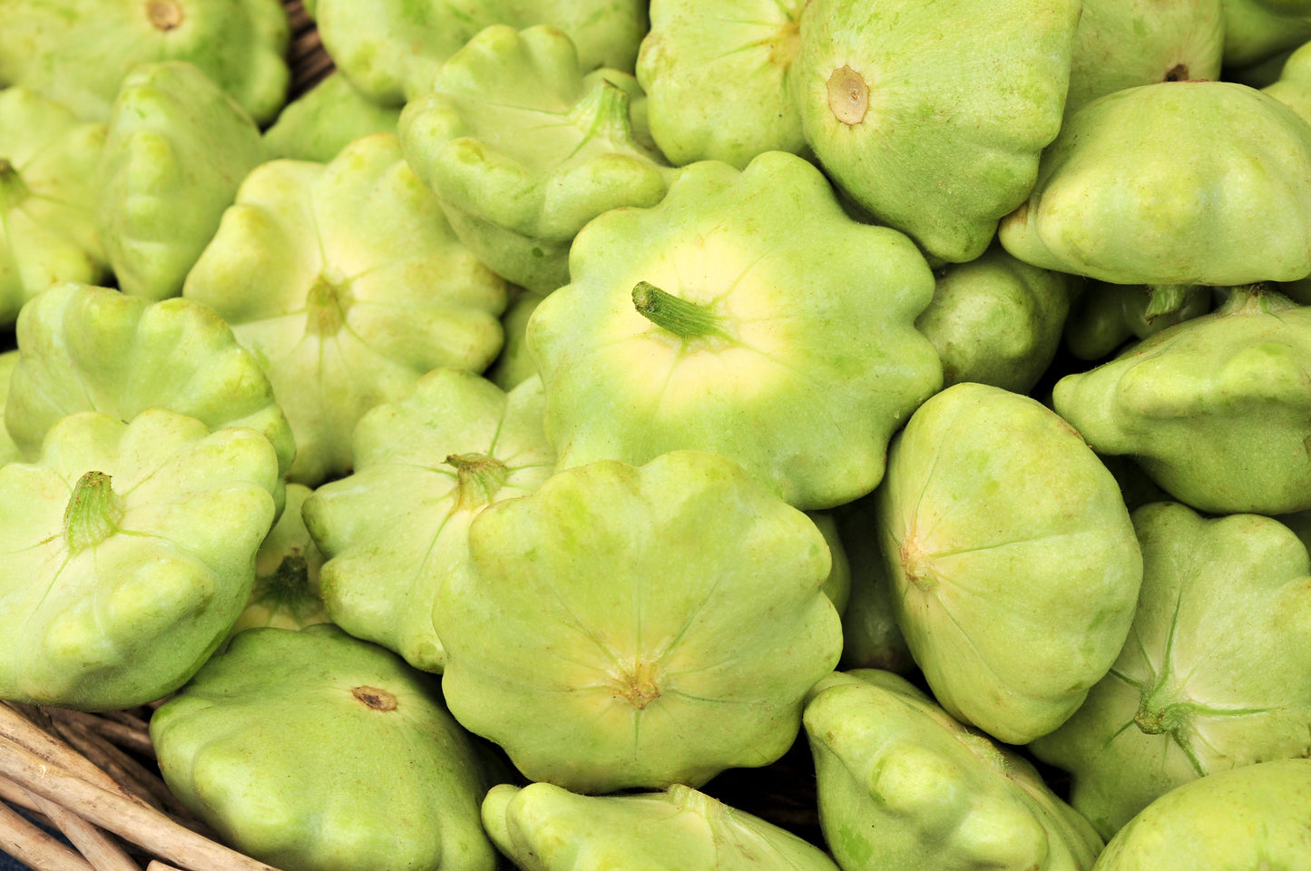 20 Green Patty Pan Squash (Cucurbita Pepo) Seeds