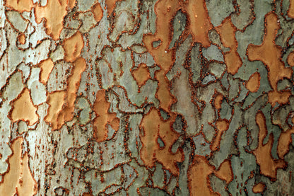 50 Chinese Elm Tree (Ulmus Parvifolia) Seeds