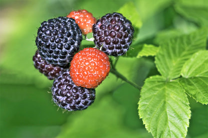 50 Black Raspberry (Rubus Leucodermis) Seeds
