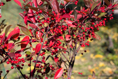 Red Chokeberry (Aronia arbutifolia) Seeds – 50 ct