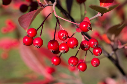 Red Chokeberry (Aronia arbutifolia) Seeds – 50 ct