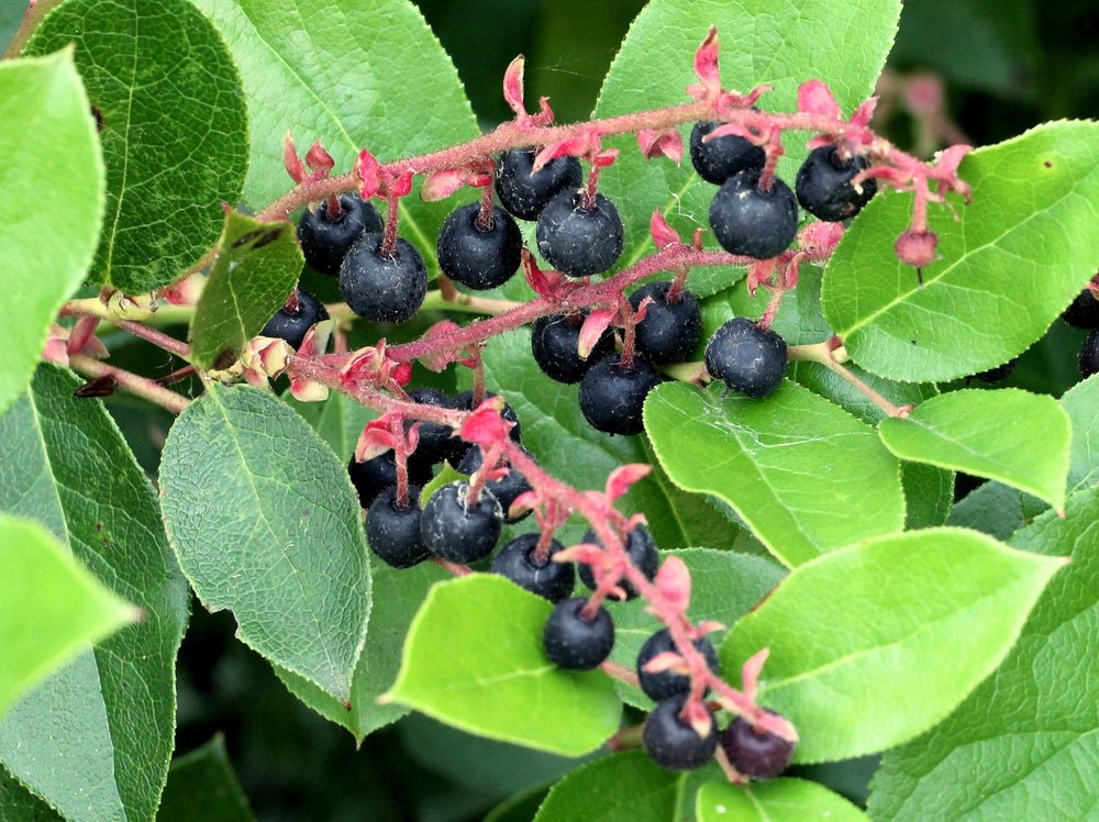 40 Salal Berry (Gaultheria Shallon) Seeds