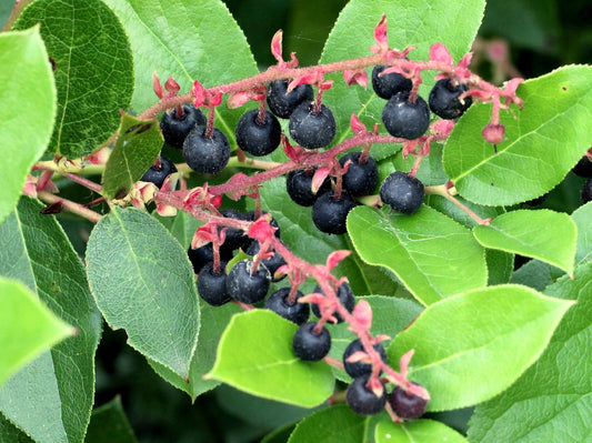 40 Salal Berry (Gaultheria Shallon) Seeds