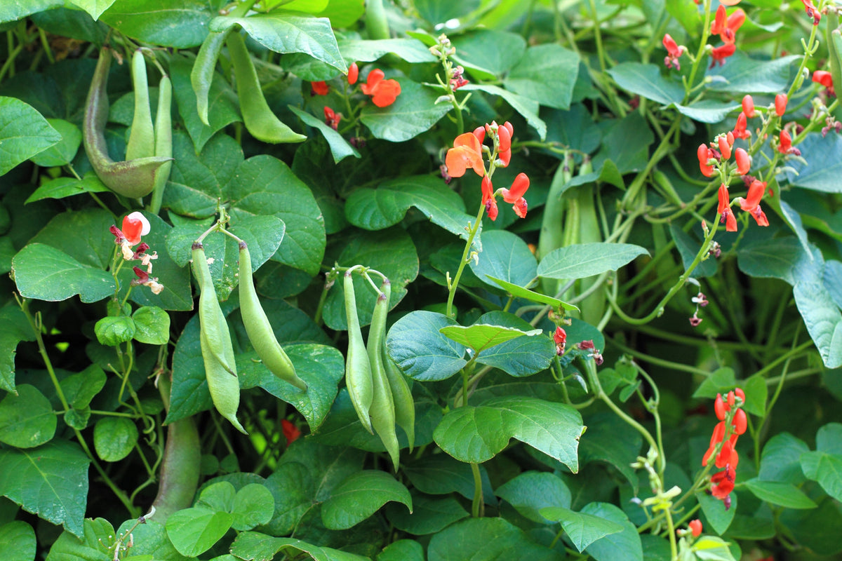 25 SCARLET RUNNER Pole BEAN Ornamental Red Flowers Phaseolus Vulgaris Vegetable Seeds