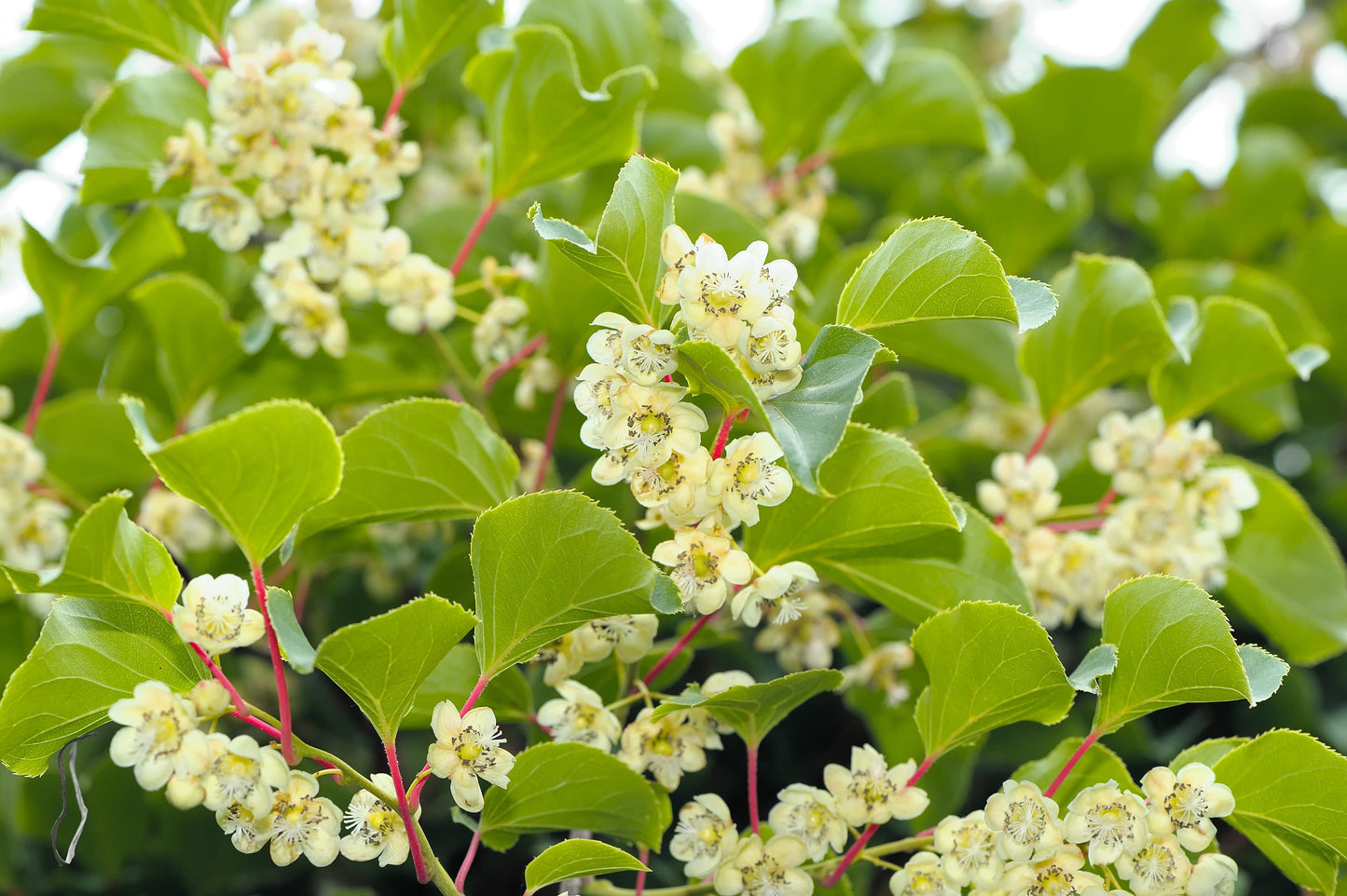 50 Golden Kiwi Fruit (Actinidia Chinensis) Seeds