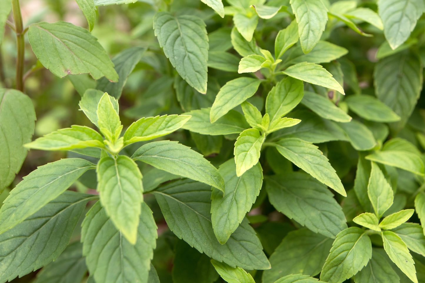 1000 Cinnamon Basil (Ocimum Basilicum) Seeds