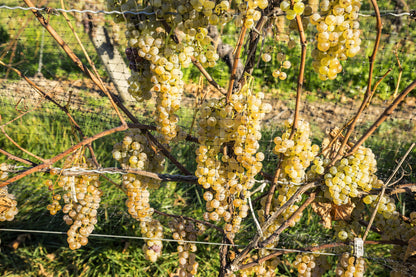 30 Wine Grape (Vitis Viniferia) Seeds