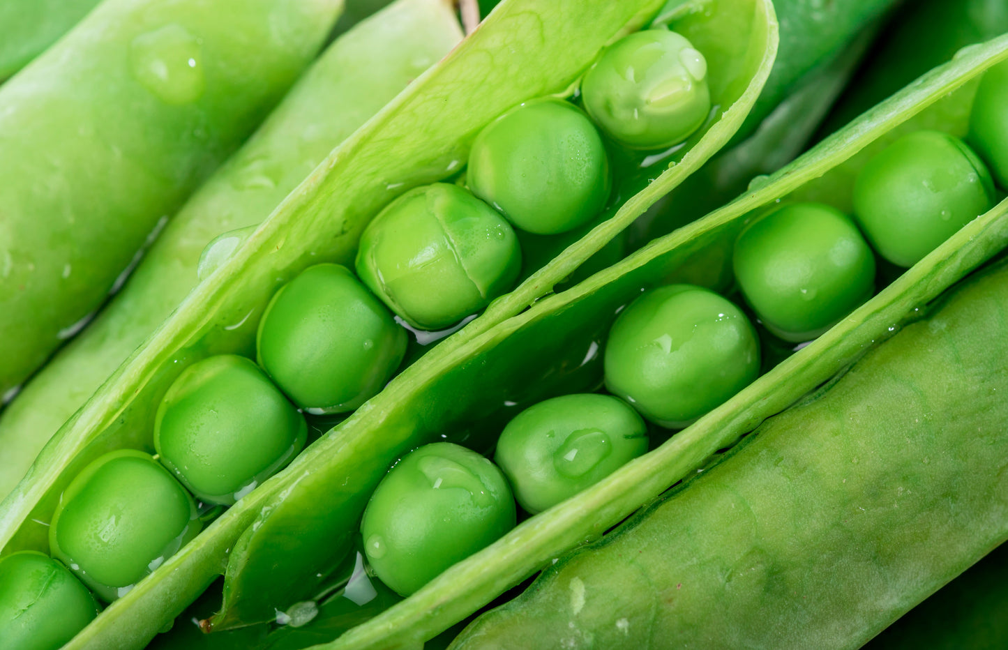 50 Green Arrow Pea (Pisum Sativum) Seeds