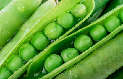 50 Green Arrow Pea (Pisum Sativum) Seeds