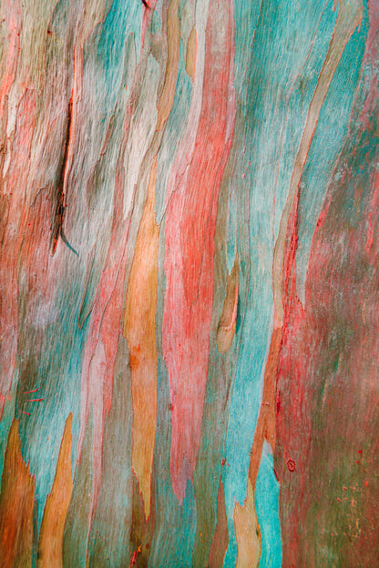 50 Rainbow Eucalyptus (Eucalyptus Deglupta) Seeds