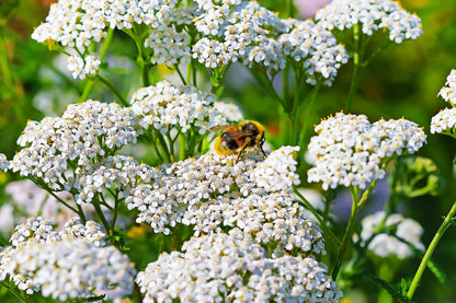 1000 White Yarrow (Achillea Millefolium) Seeds