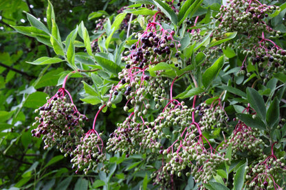 500 American ELDERBERRY (Sambucus Nigra Canadensis) Seeds