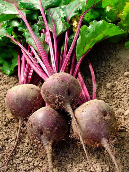 250 DETROIT Dark RED BEET Heirloom Beta Vulgaris Vegetable Seeds