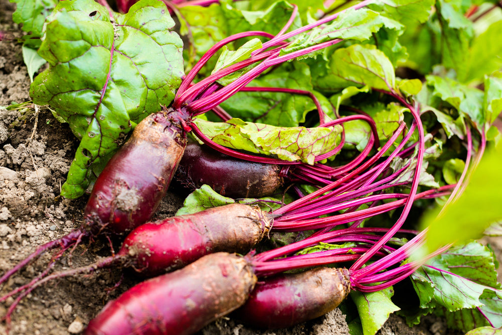 250 Cylindra Beet (Beta Vulgaris) Seeds
