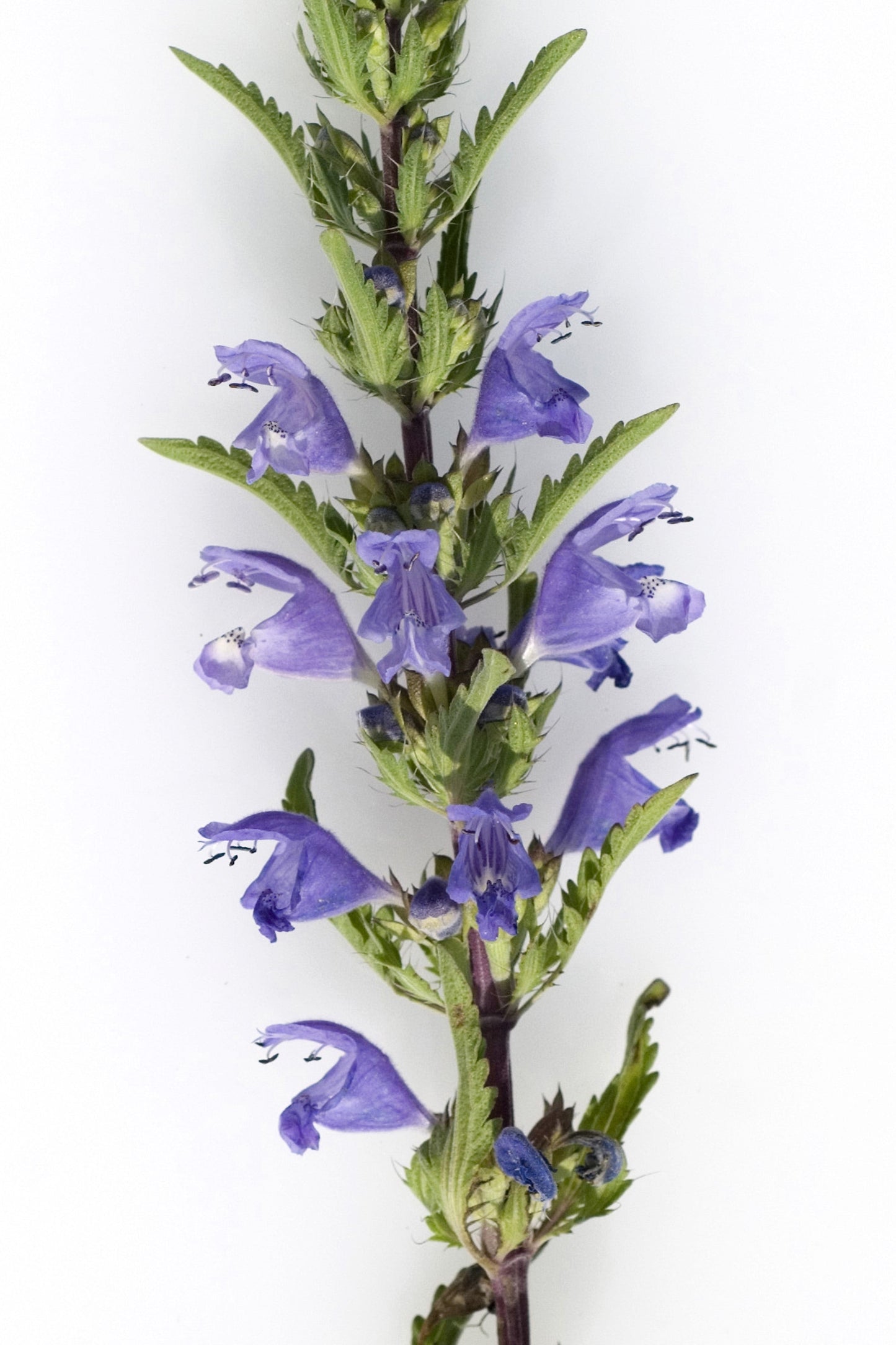 50 Purple False Dragon Head (Obedient Plant; Dracocephalum Moldavica) Seeds