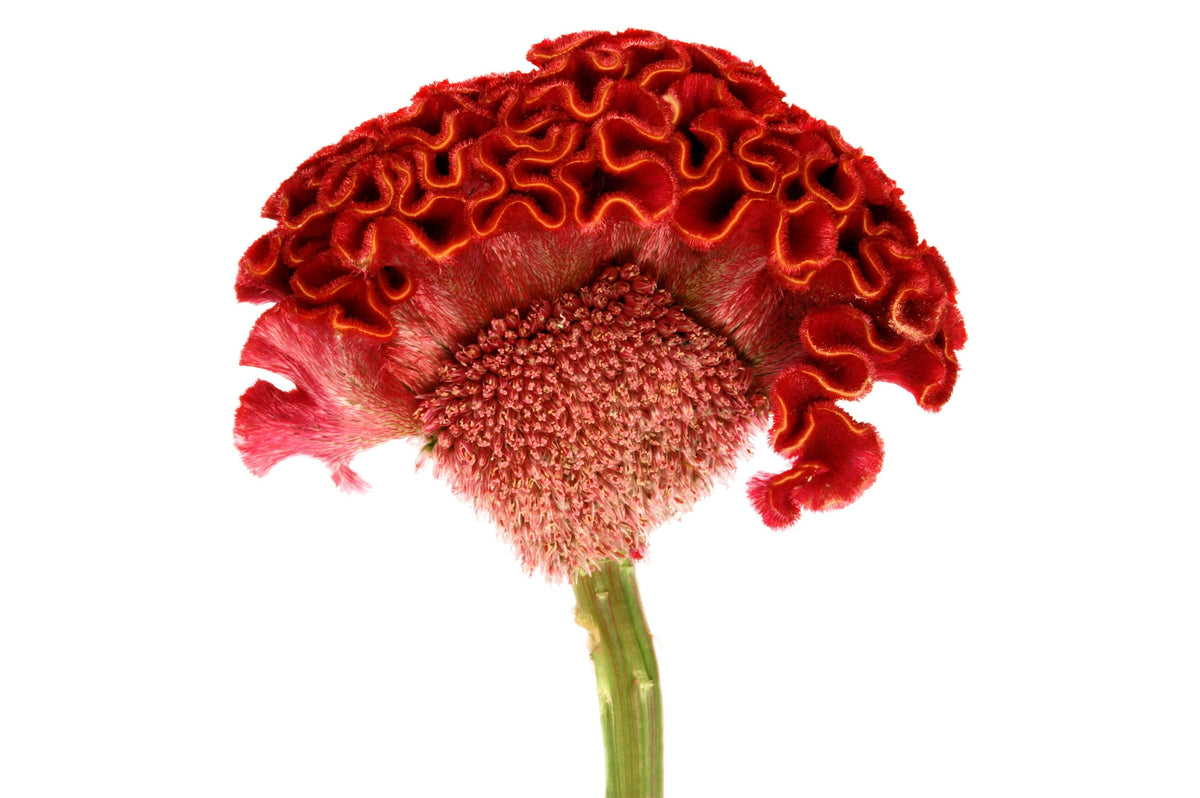 Coral Gardens Mix Celosia (Celosia argentea var. cristata) Seeds – 100 ct