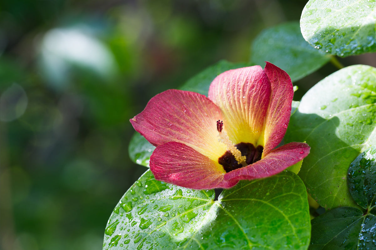 10 PORTIA TREE Yellow Pink Purple Flowers Change Color Pacific Rosewood Tulip Thespesia Populnea Seeds