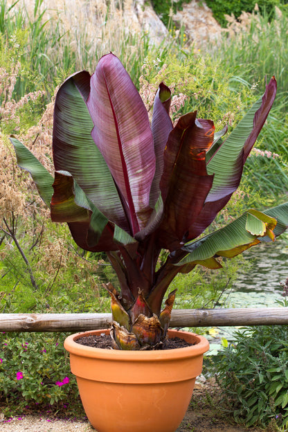 5 Red Abyssinian Banana (Musa Ensete Ventricosum) Seeds