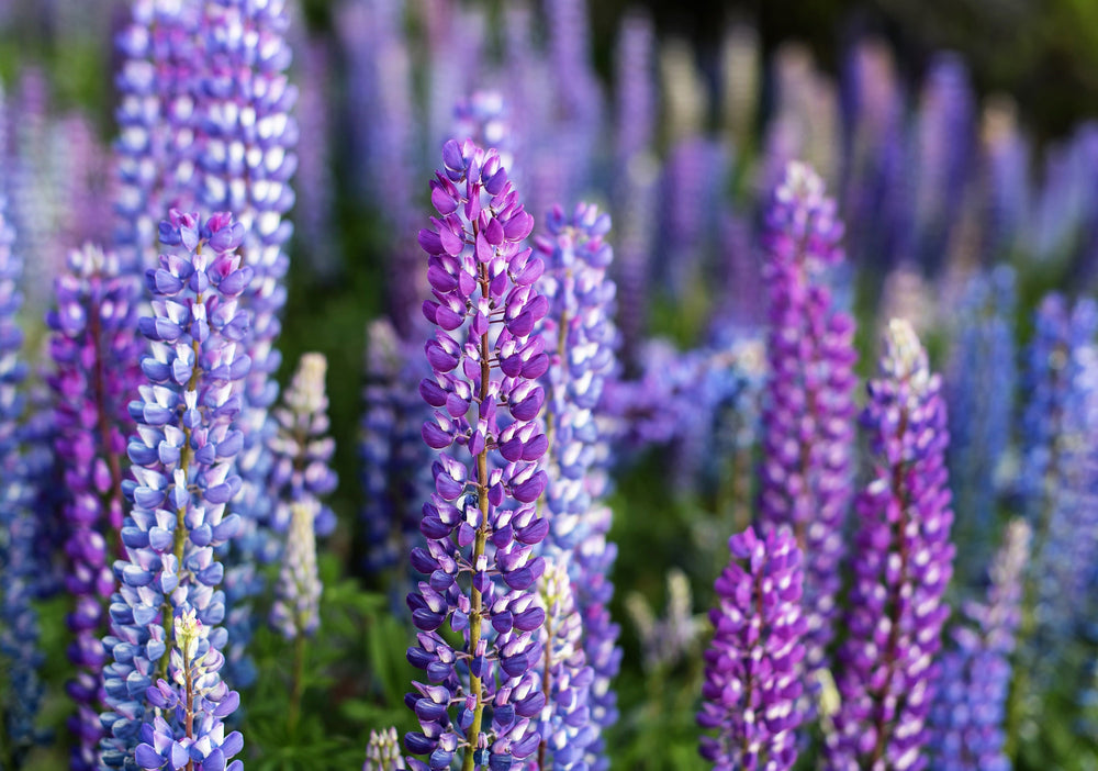 100 Perennial Lupine (Lupinus Perennis) Seeds