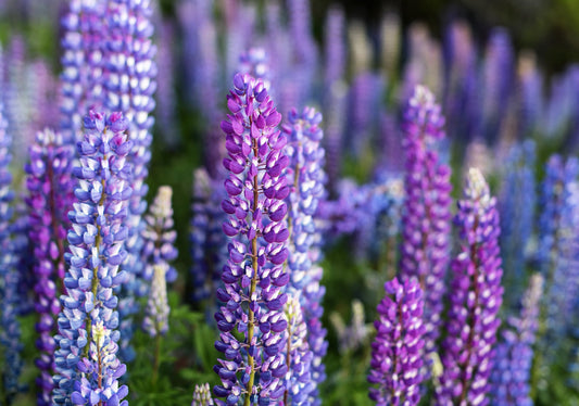 100 Perennial Lupine (Lupinus Perennis) Seeds