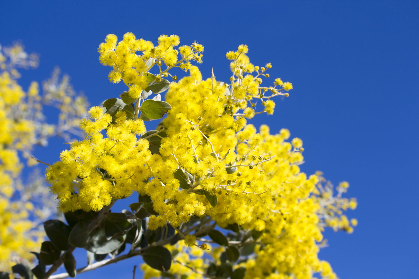 10 Golden Mimosa (Acacia Baileyana) Seeds