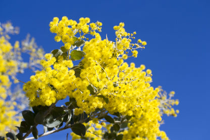 10 Golden Mimosa (Acacia Baileyana) Seeds
