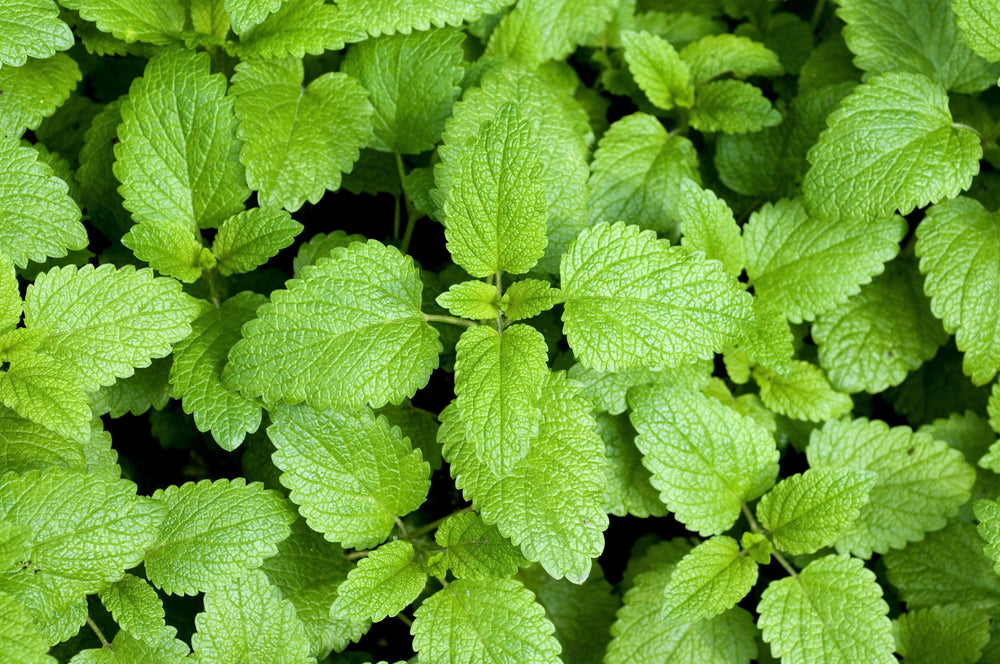1500 Lemon Balm (Melissa Officinalis) Seeds
