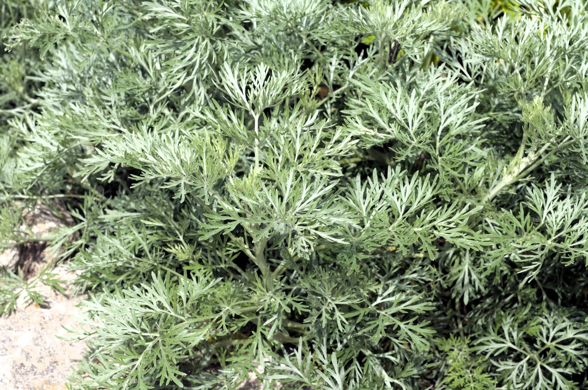 Absinthe Wormwood (Artemisia absinthium) Seeds – 500 ct
