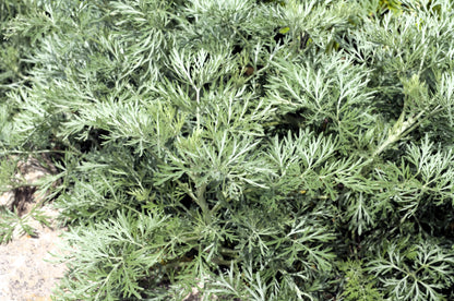 Absinthe Wormwood (Artemisia absinthium) Seeds – 500 ct