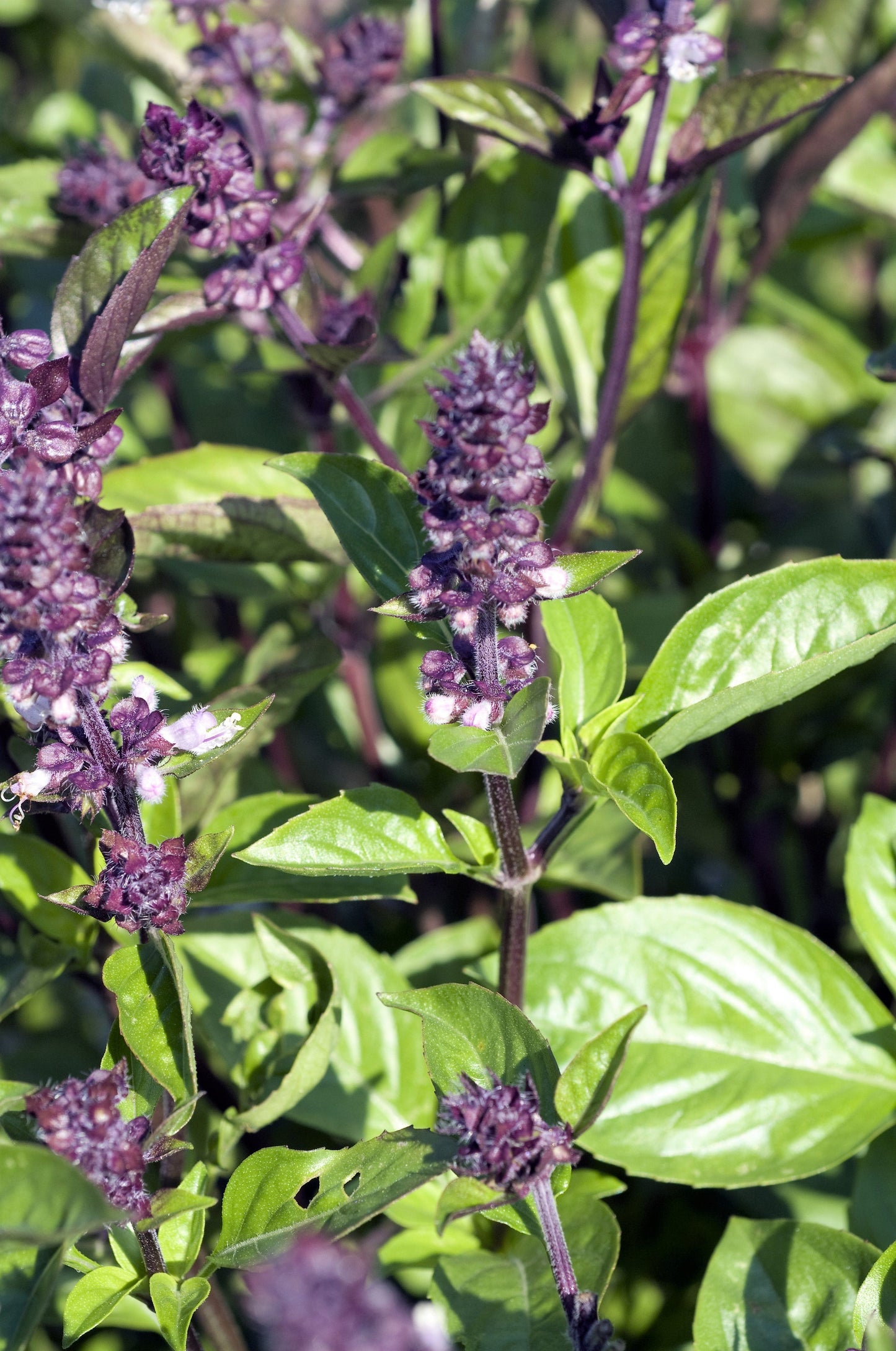 1000 Cinnamon Basil (Ocimum Basilicum) Seeds