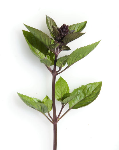 1000 Cinnamon Basil (Ocimum Basilicum) Seeds