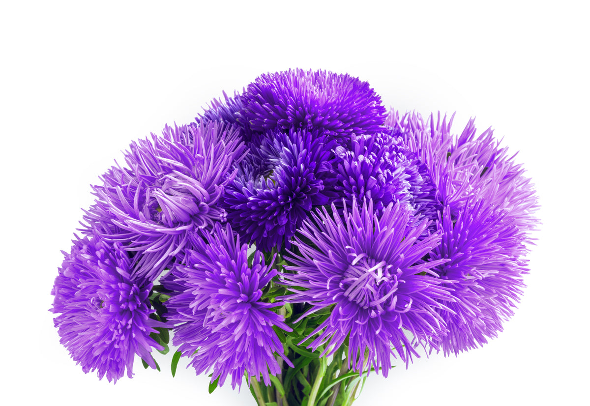 Violet Needle Aster (Callistephus chinensis) Seeds – 30 ct