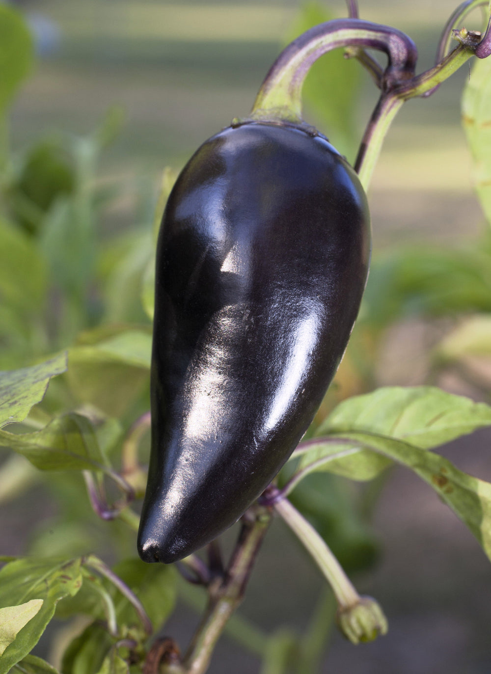 40 Organic Purple Jalapeño Pepper (Capsicum Annuum) Seeds