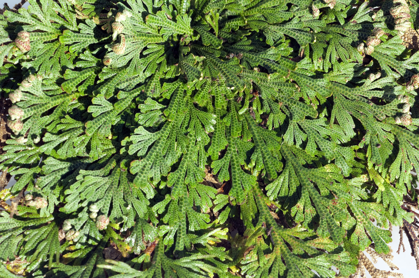 Live Resurrection Plant (Rose of Jericho, Dinosaur Fern)